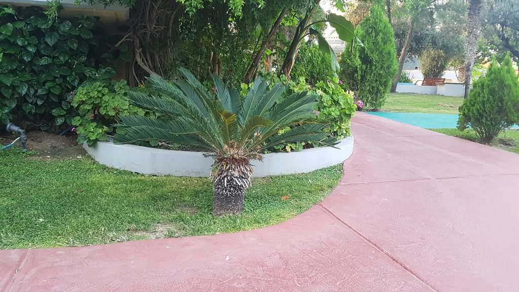 Cycas revoluta 15-20 cm